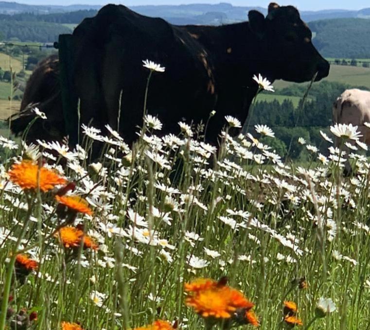 Appartamento Urlaub Mit Hund Auf Dem Bauernhof Hofswald Euscheid Esterno foto