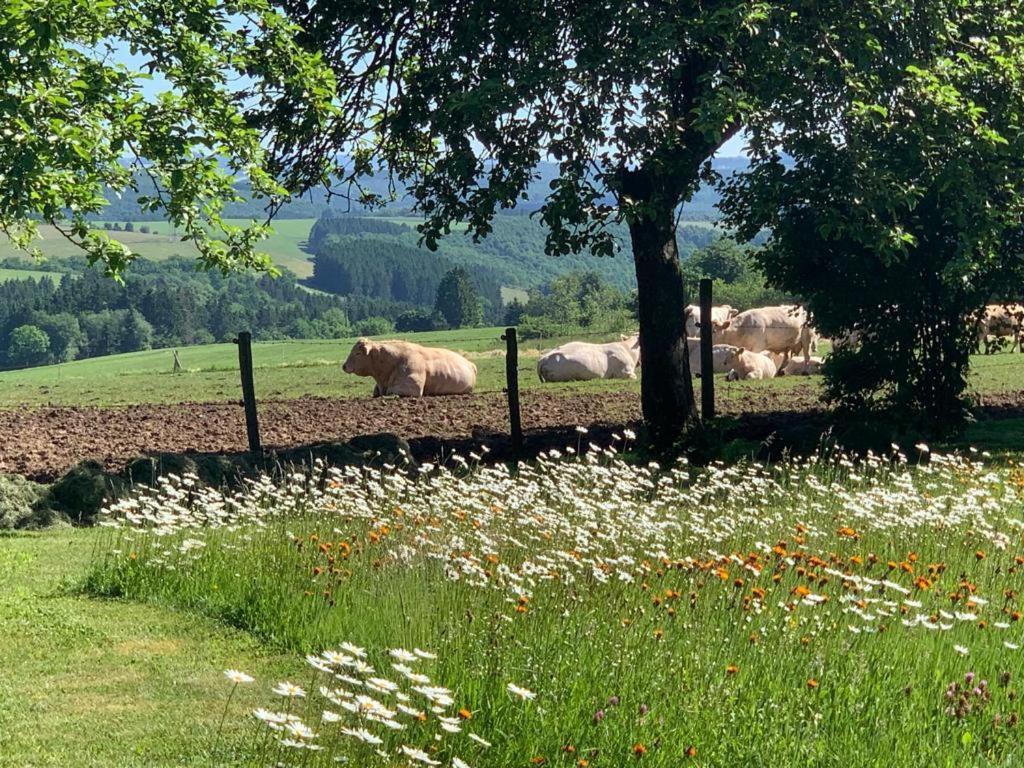 Appartamento Urlaub Mit Hund Auf Dem Bauernhof Hofswald Euscheid Esterno foto