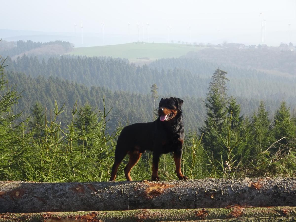 Appartamento Urlaub Mit Hund Auf Dem Bauernhof Hofswald Euscheid Esterno foto