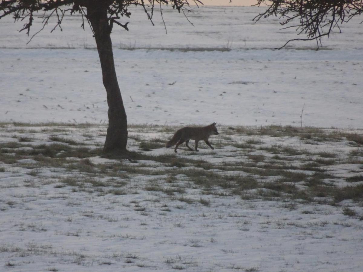 Appartamento Urlaub Mit Hund Auf Dem Bauernhof Hofswald Euscheid Esterno foto