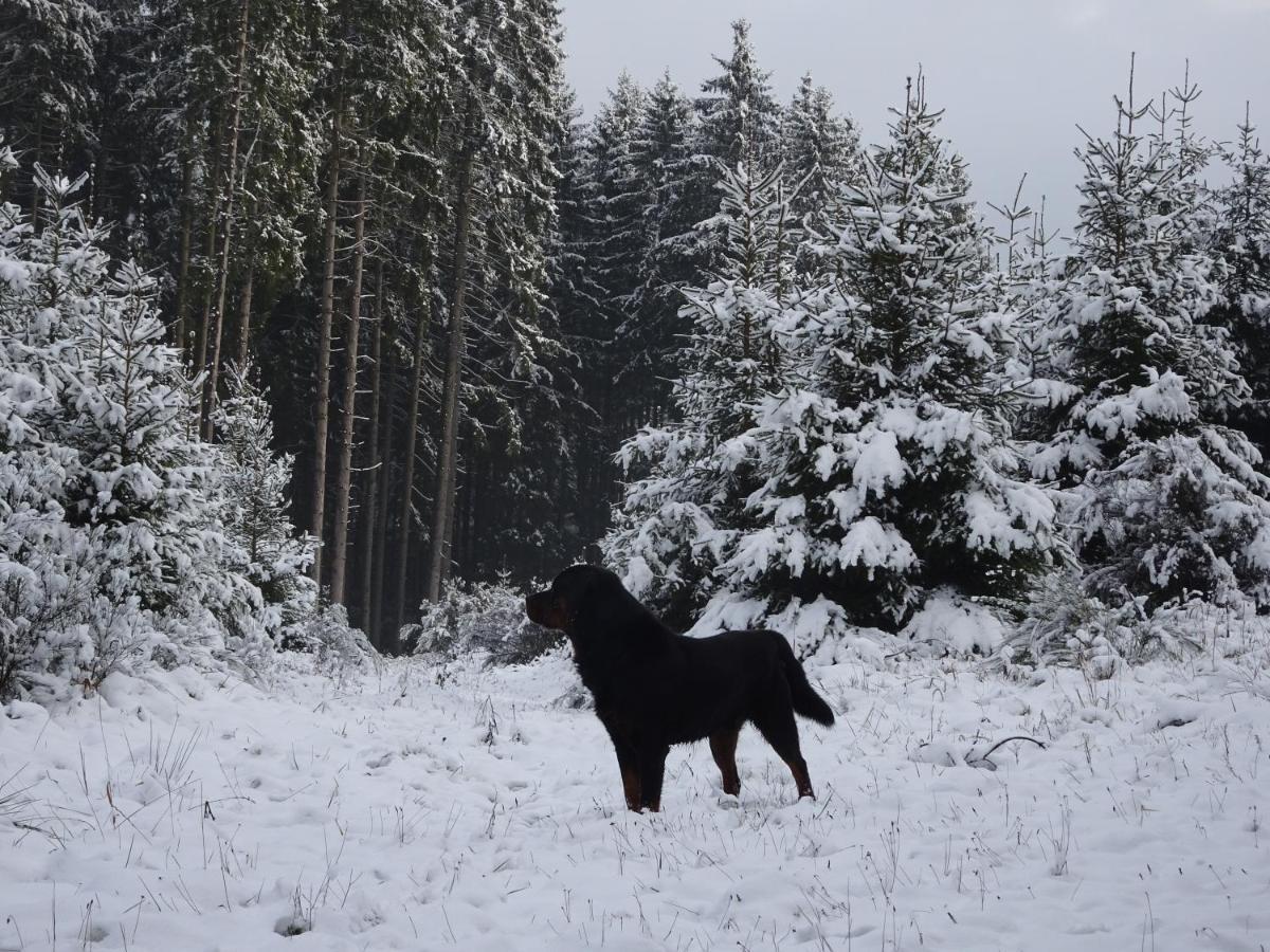 Appartamento Urlaub Mit Hund Auf Dem Bauernhof Hofswald Euscheid Esterno foto