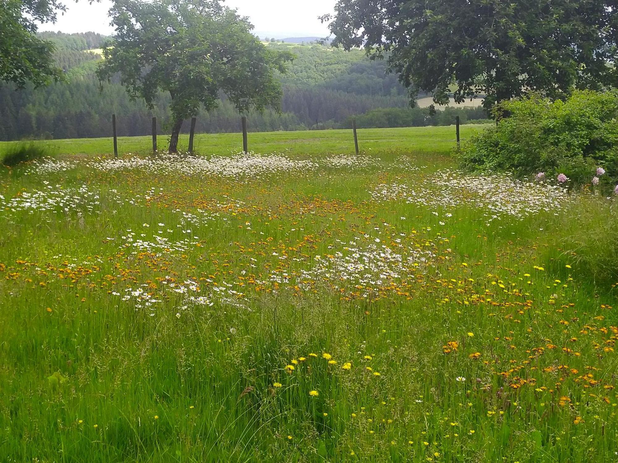 Appartamento Urlaub Mit Hund Auf Dem Bauernhof Hofswald Euscheid Esterno foto