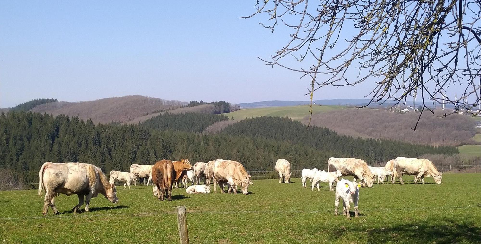 Appartamento Urlaub Mit Hund Auf Dem Bauernhof Hofswald Euscheid Esterno foto