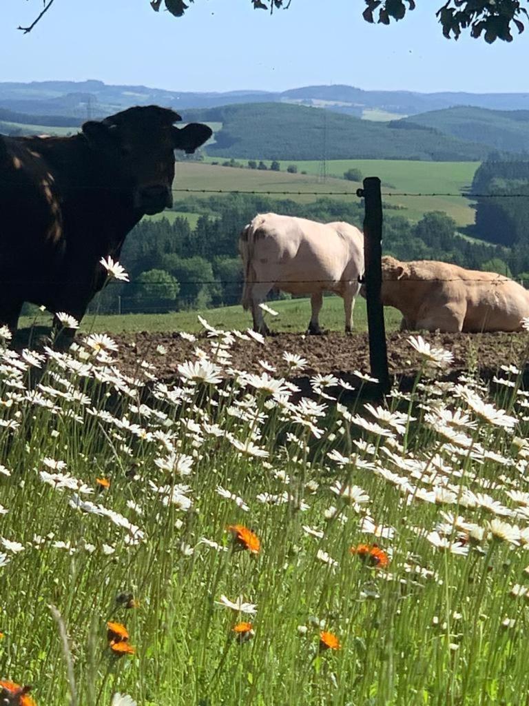 Appartamento Urlaub Mit Hund Auf Dem Bauernhof Hofswald Euscheid Esterno foto