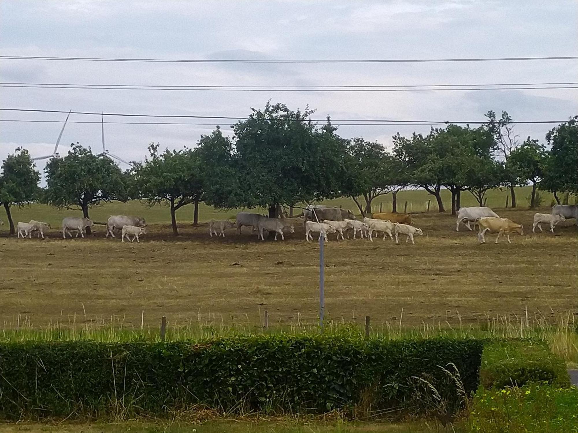 Appartamento Urlaub Mit Hund Auf Dem Bauernhof Hofswald Euscheid Esterno foto