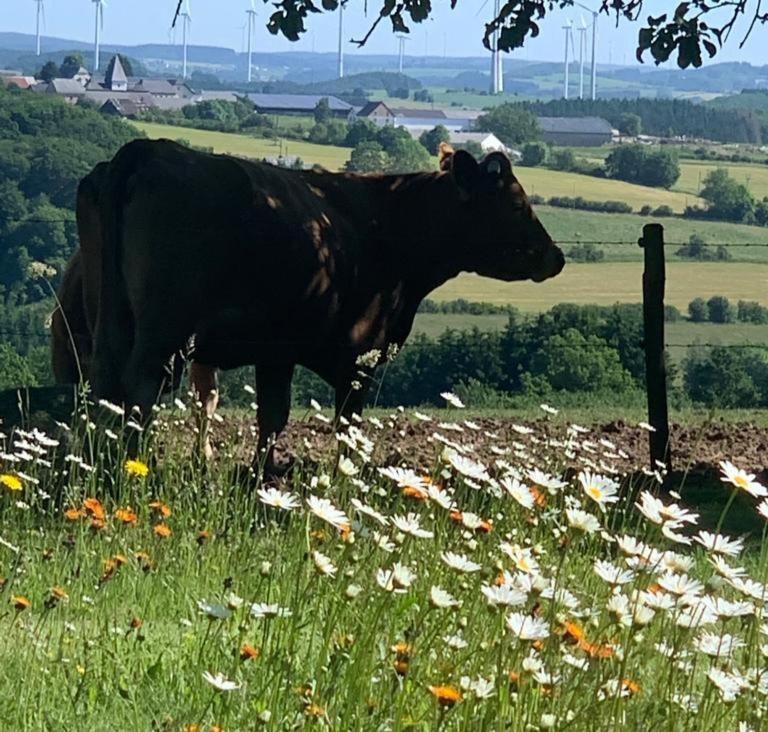 Appartamento Urlaub Mit Hund Auf Dem Bauernhof Hofswald Euscheid Esterno foto