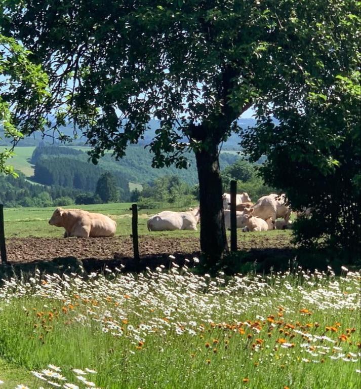 Appartamento Urlaub Mit Hund Auf Dem Bauernhof Hofswald Euscheid Esterno foto