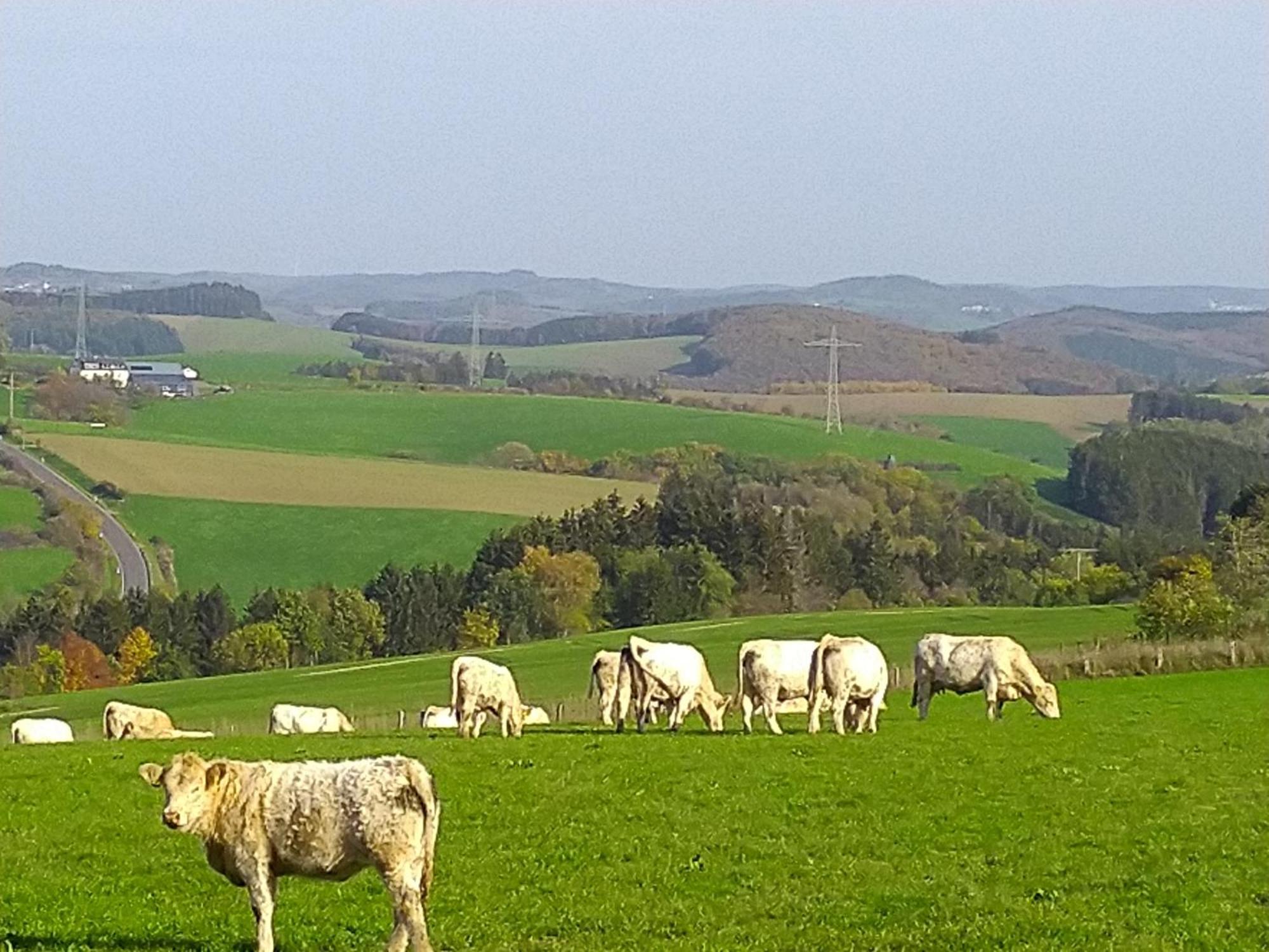 Appartamento Urlaub Mit Hund Auf Dem Bauernhof Hofswald Euscheid Esterno foto