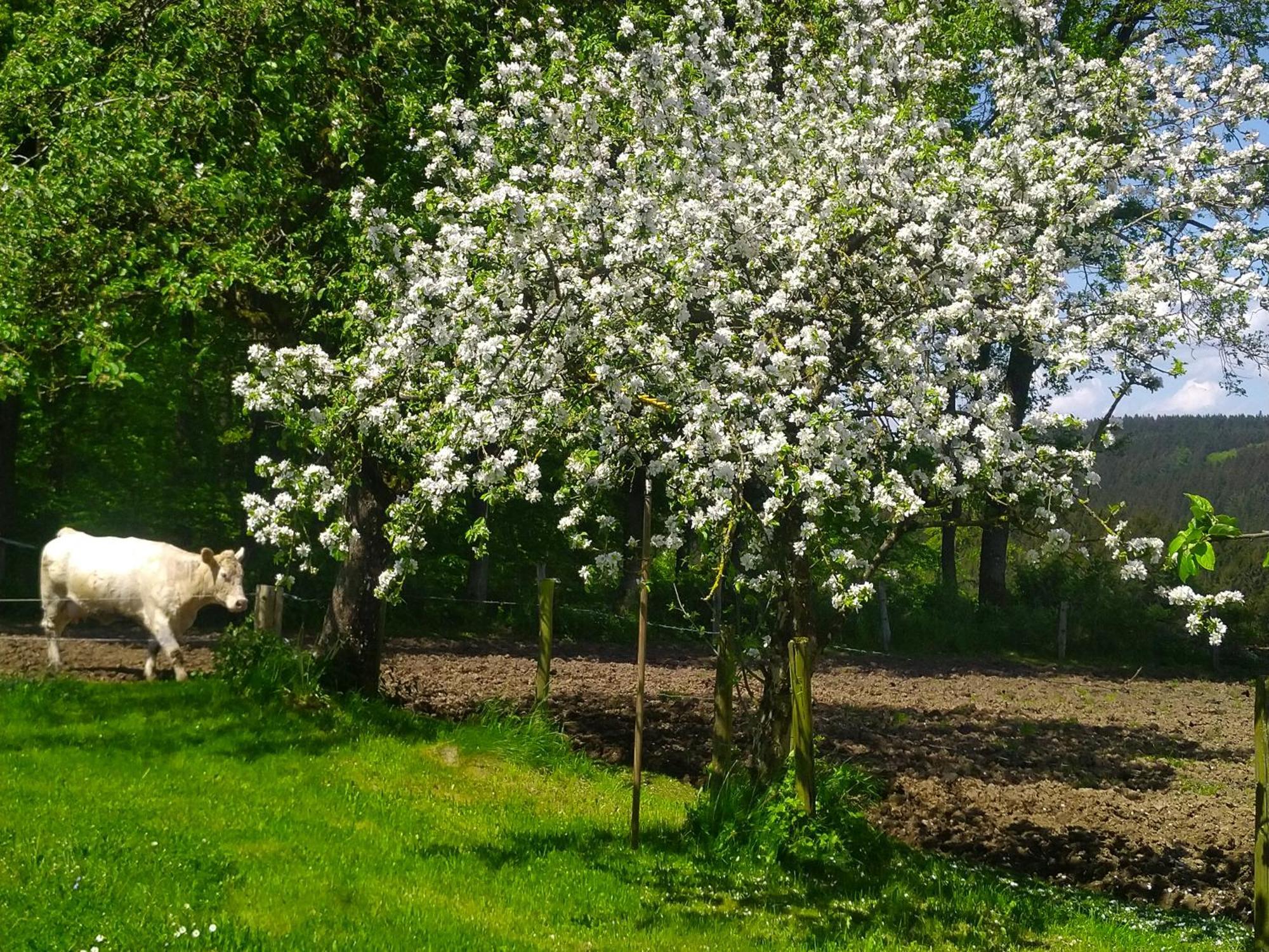Appartamento Urlaub Mit Hund Auf Dem Bauernhof Hofswald Euscheid Esterno foto